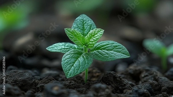 Obraz New Life: A Vibrant Green Sprout Emerging from Dark Soil