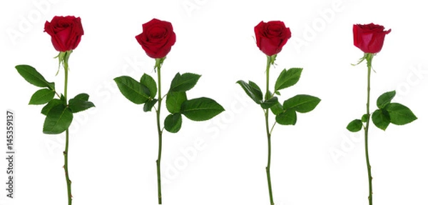 Obraz czerwona róża