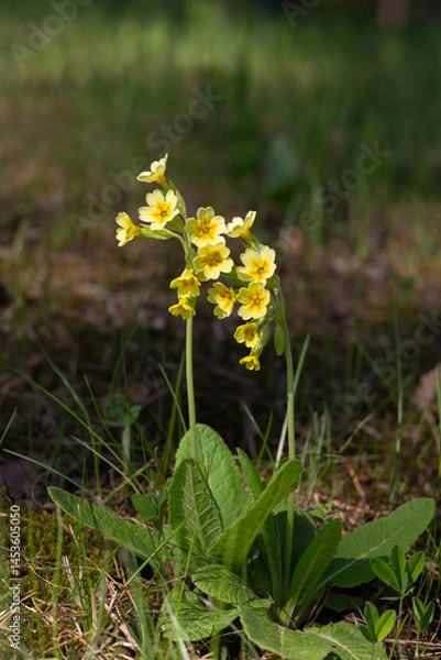Obraz Primula veris is a herbaceous perennial flowering plant in the primrose family Primulaceae. The species is native throughout most of temperate Europe