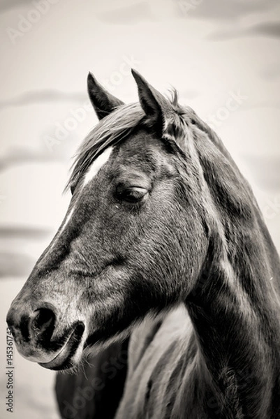 Obraz Horse Portrait