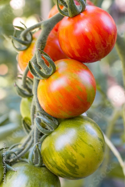 Fototapeta Ripening red tomatoes on a branch close up