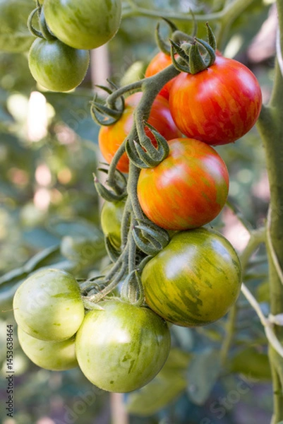 Fototapeta Ripening red tomatoes on a branch close up