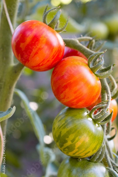 Fototapeta Ripening red tomatoes on a branch close up