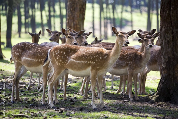 Fototapeta herde von rehen