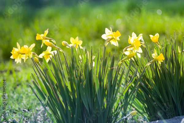 Fototapeta Daffodils bloom in the garden in spring