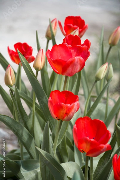 Fototapeta The blooming of red tulips in spring