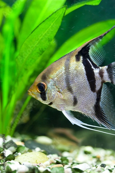 Obraz Skalar w akwarium z roślinami. 