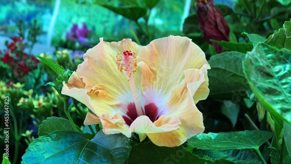 Fototapeta Closeup of beautiful hibiscus flower with white petals