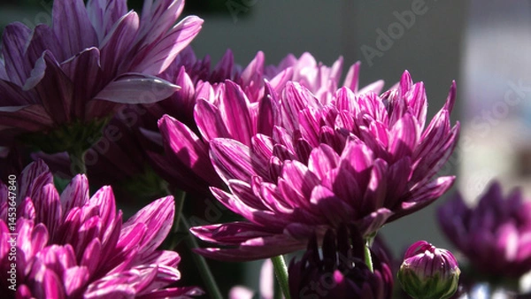 Fototapeta Closeup of beautiful flowers with thick pink petals