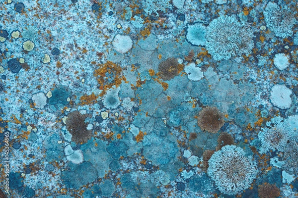 Fototapeta Photo depicting a bright green moss on an old stone wall. Closeup. Slovenia, Ljubljana city, Castle area.