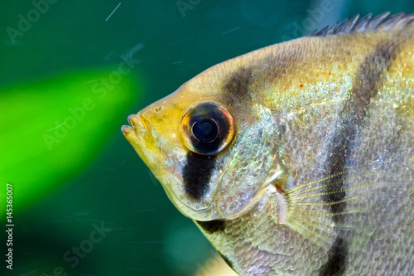 Obraz Żaglowiec skalar w akwarium na zielonym tle.