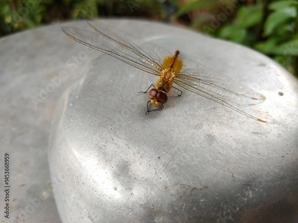 Obraz dragonfly on a leaf