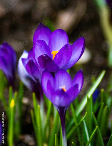 Obraz purple crocus flowers in spring