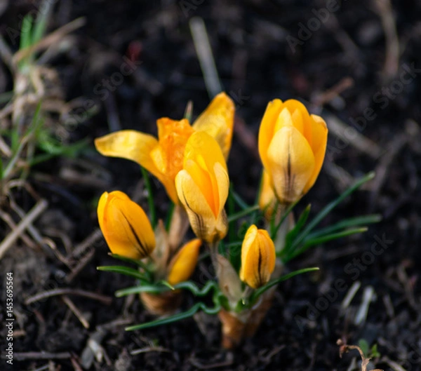 Obraz yellow crocus flowers
