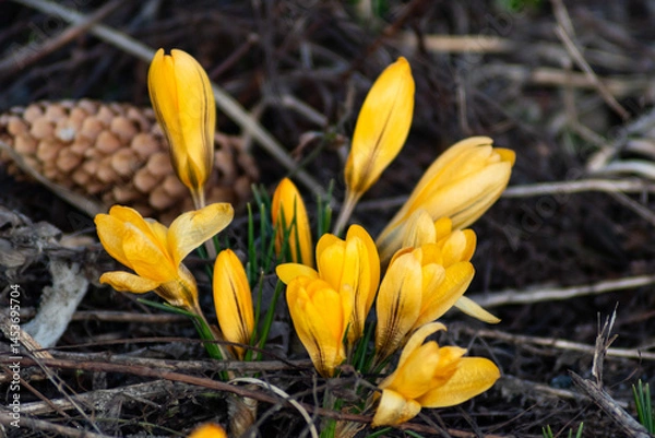 Obraz yellow crocus flower