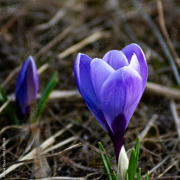Obraz spring crocus flowers