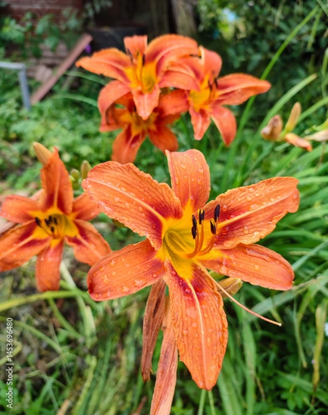 Obraz orange tiger lilies