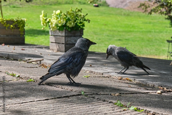 Obraz Jackdaw begging for food in the outdoor area of ​​an ice cream parlor in Hjo in Skaraborg, Sweden, on a warm and sunny spring day
