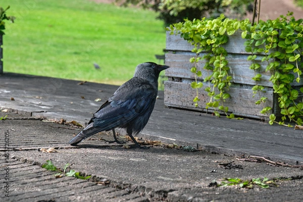 Obraz Jackdaw begging for food in the outdoor area of ​​an ice cream parlor in Hjo in Skaraborg, Sweden, on a warm and sunny spring day