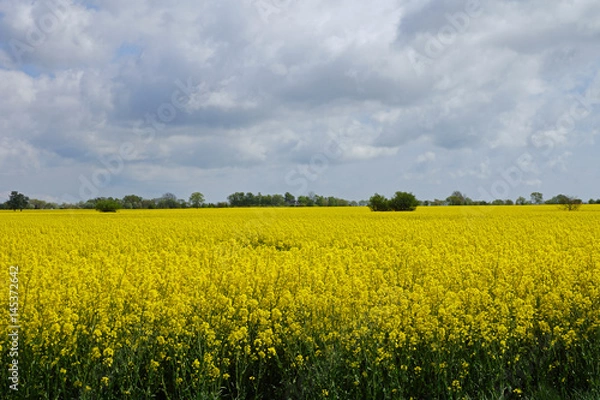 Fototapeta Rapsfeld auf Bornholm