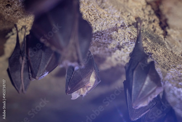 Fototapeta Close up group of small sleeping horseshoe bat covered by wings, hanging upside down on top of cold arched brick cellar while hibernating. Creativ wildlife phot with illuminated blurry background.