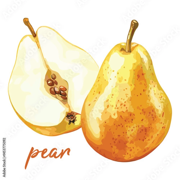 Obraz pear in watercolor illustration style, isolated vector on white background