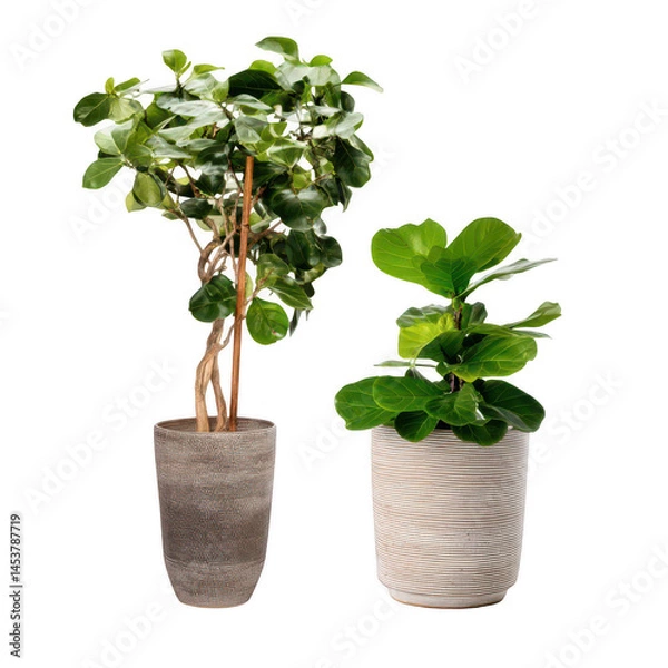 Obraz Stylish indoor plants in modern ceramic pots enhancing home decor, featuring a vibrant fiddle leaf fig and a lush rubber tree plant for elegant interiors