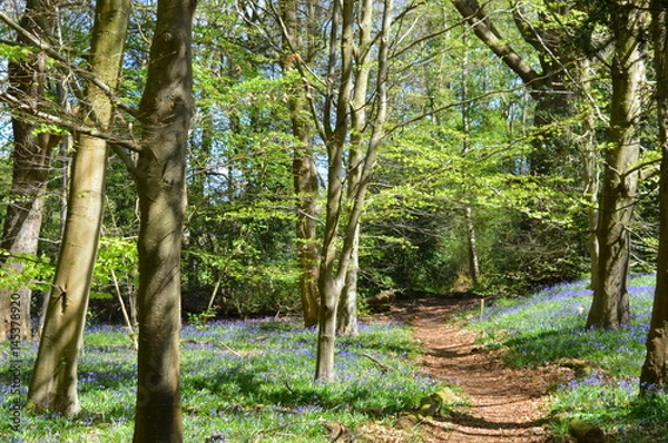 Obraz Bluebell  Forest trail -  Carpet of Flowers 