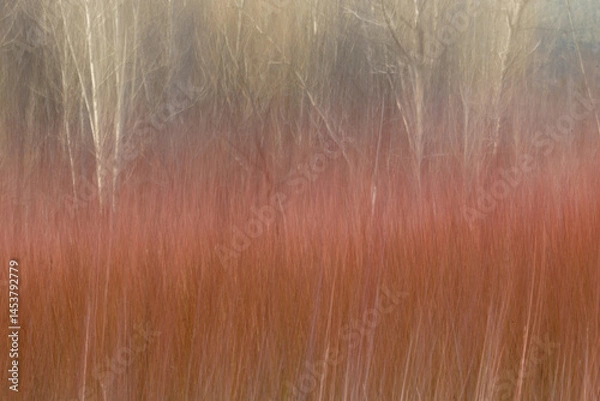 Fototapeta ABSTRACCIÓN DE UNA PLANTACION DE MIMBRE (Salix Viminalis)