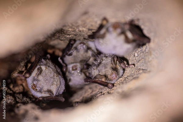 Fototapeta Close up group of strange animals Greater mouse-eared bats Myotis myotis hanging upside down in the hole of the cave and hibernating. Wildlife take.