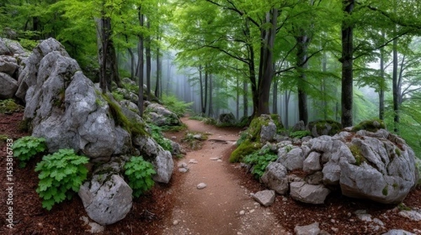 Fototapeta Serene Forest Path Winding Through Misty Woods with Mossy Rocks