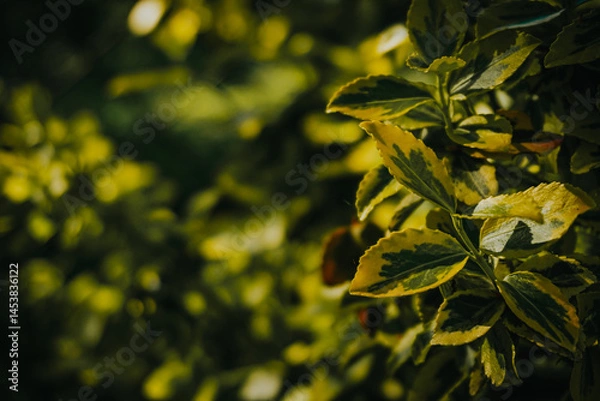 Fototapeta green leaves on the tree