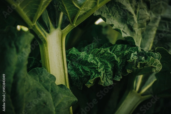 Fototapeta Green vegan