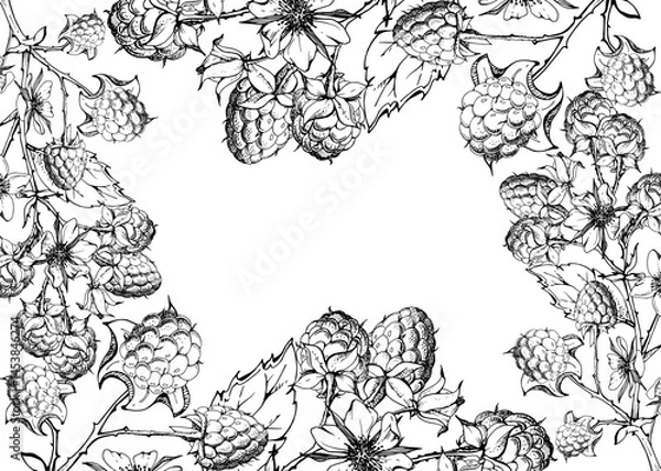 Fototapeta Raspberry frame berries leaves flowers on thorny spiked branch hand drawn in vector ink. Ripe dewberry mulberry. Isolated border illustration. Home preserves cookbook, grocery store, realistic closeup