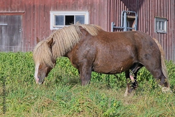 Obraz Ardennes coldblood horse in the rare color dark chestnut with blond mane and tail on a farm in Skaraborg Sweden on a sunny day in October
