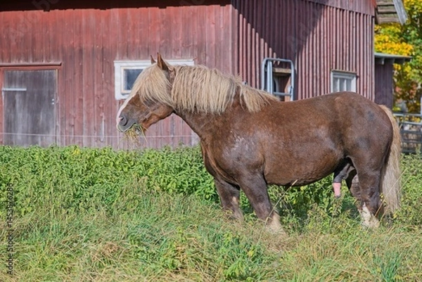 Obraz Ardennes coldblood horse in the rare color dark chestnut with blond mane and tail on a farm in Skaraborg Sweden on a sunny day in October