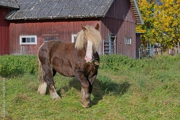 Obraz Ardennes coldblood horse in the rare color dark chestnut with blond mane and tail on a farm in Skaraborg Sweden on a sunny day in October