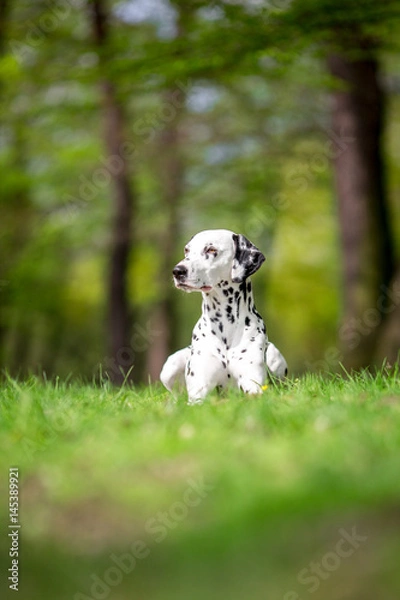 Obraz dalmatian