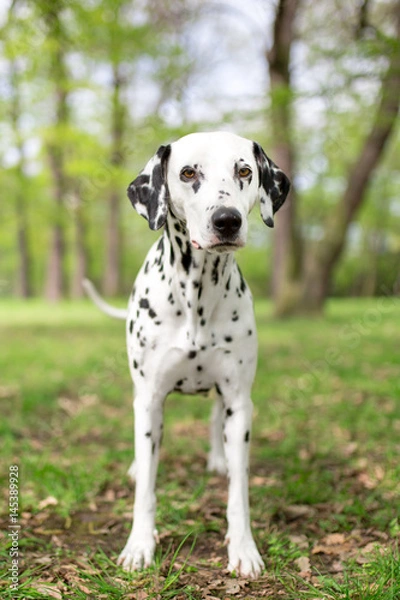 Obraz dalmatian