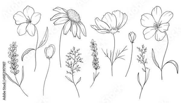 Fototapeta A set of black and white outline drawings of wild flowers, done in a minimalist sketch style isolated on white background. Ideal for coloring, design and illustrations, print, tattoo.