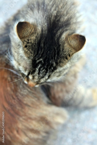 Obraz Portrait of cute street cat