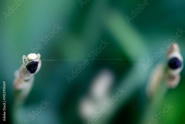 Obraz White spider sitting on flower