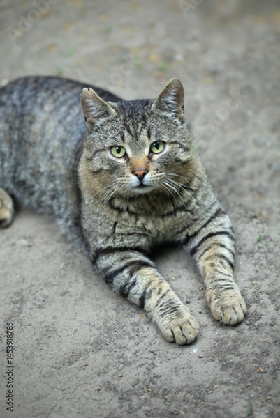 Obraz Portrait of cute street cat