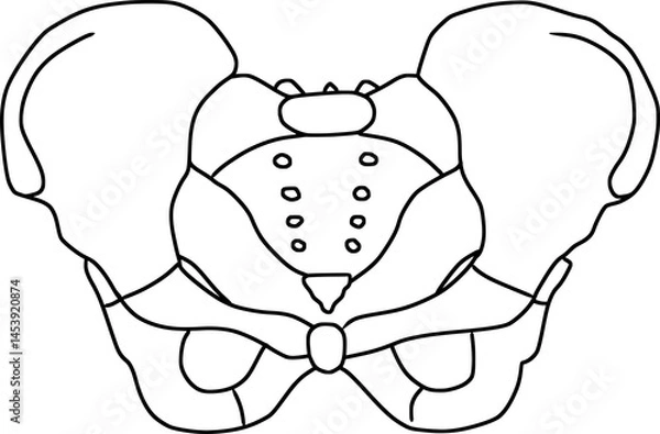 Fototapeta pelvic bone structure outline 
