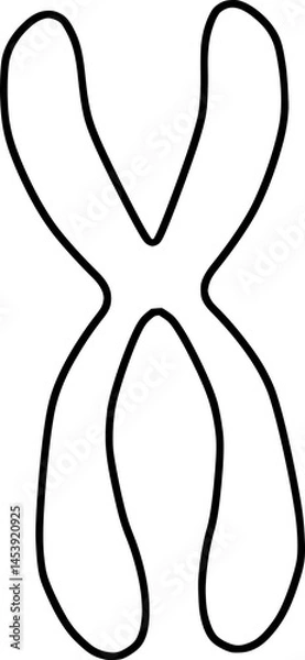 Fototapeta chromosome structure schematic outline, sister chromatic