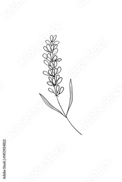 Fototapeta Thin delicate lavender sprig isolated on white background. Outline sketch illustration. Black and white hand drawn . drawing. Ideal for coloring, design and illustrations, print, tattoo.