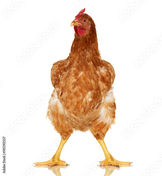 Obraz Chicken on white background, isolated object, one closeup animal