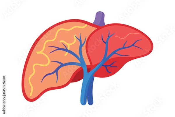 Obraz Human liver organ with gallbladder and veins shown in a clear bright illustration