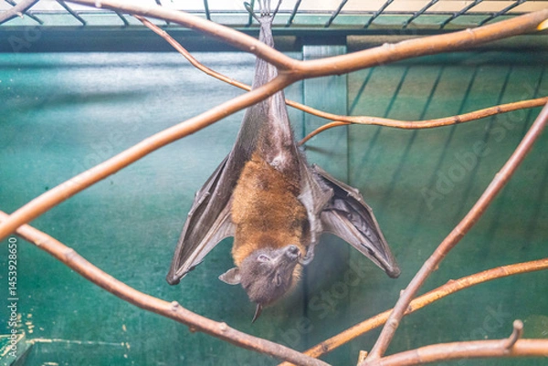 Obraz ケージの中でぶら下がるコウモリ