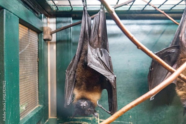 Obraz ケージの中でぶら下がるコウモリ